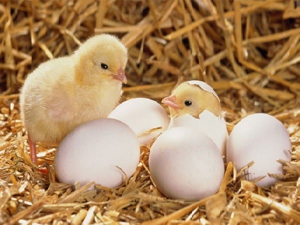 Ngủ mơ thấy trứng gà đánh con gì? Điềm báo lành hay dữ?